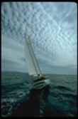 sail1.jpg - 14560 Bytes